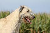 IRISH WOLFHOUND 097